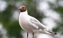 seagul1.jpg