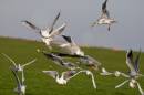 seagull_feed_sml.jpg