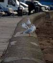 seagulls1.jpg