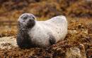 seal.jpg