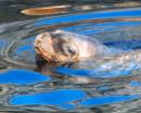 seal2.jpg