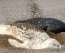 sealandrocks.jpg