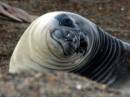 sealhead.jpg