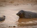 seals_relaxing.jpg