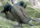 shag.JPG