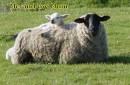 sheep_2.JPG