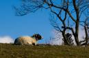 sheep_sml.jpg