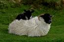 sheepskin_rug.jpg
