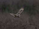 short-eared-owl1.jpg