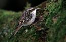 short-toed_treecreeper.jpg