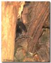 shrew1020807-1_copy.jpg