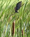 small_brown_bird_flying_off_cat_tail_9-5-2007.jpg