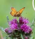 small_pearl_bordered_fritillary.JPG
