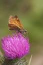 small_skipper1.jpg