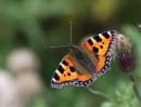 small_tort_25_8_2010.jpg