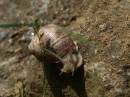 snail.jpg