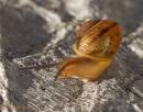 snail140807-010.jpg