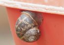 snail5.jpg