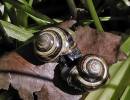 snail_ok.jpg