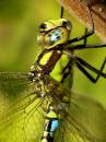 snitterfield_bushes_15092007-65.jpg