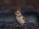 snow-bunting19.jpg