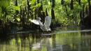 snow_egret_on_the_hunt.jpg