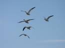 snow_geese_at_bosque_WPF.jpg