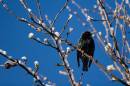 snowy_starling.jpg