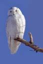 snowyowl-060122_8008_crwportrait800.jpg