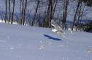 snowyowl060122_7885_crw.jpg
