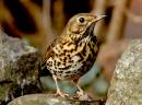 /gallery/data/501/thumbs/song_thrush.jpg