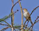 song_thrush3.jpg