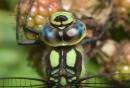 southern-hawker-aug-15-2008-3.jpg