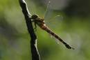 southern-hawker-jul-14-2006.jpg