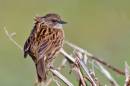 sparrow11.jpg