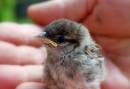 sparrow3.jpg