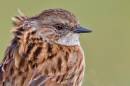 sparrow4.jpg