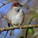 sparrow5.jpg