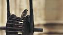 sparrow6.jpg