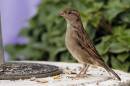 sparrowfemale1offALO.jpg