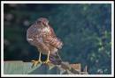 sparrowhawk1.jpg