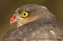 sparrowhawk_6591.jpg