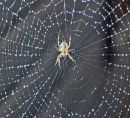spider-in-garden.jpg