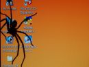 spider_C_r.jpg