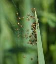 spiders2.jpg