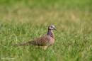 spotted_dove01.jpg