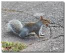 squirrel071007_copy.jpg
