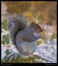 squirrel10.jpg