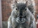 squirrel13.jpg