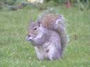 squirrel3.JPG